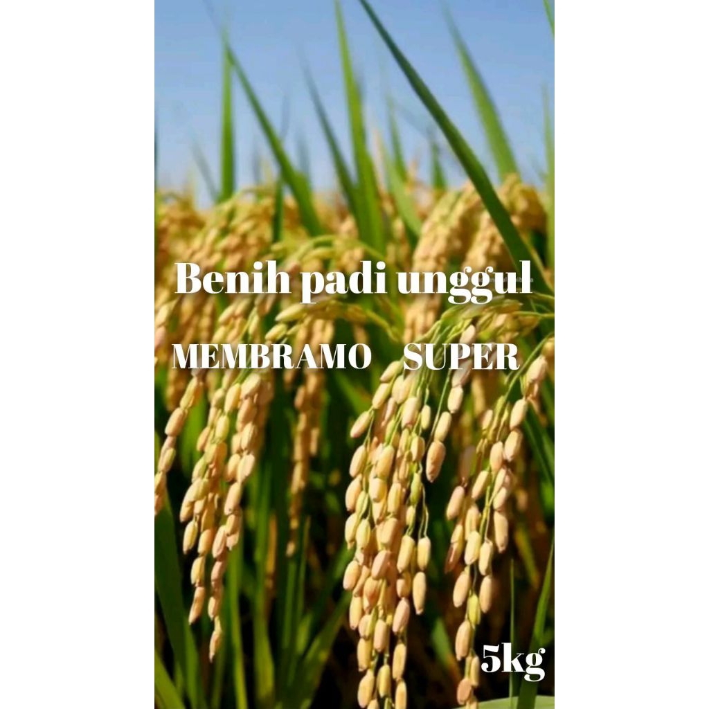 Benih padi MEMBRAMO kemasan 5kg kualitas unggul