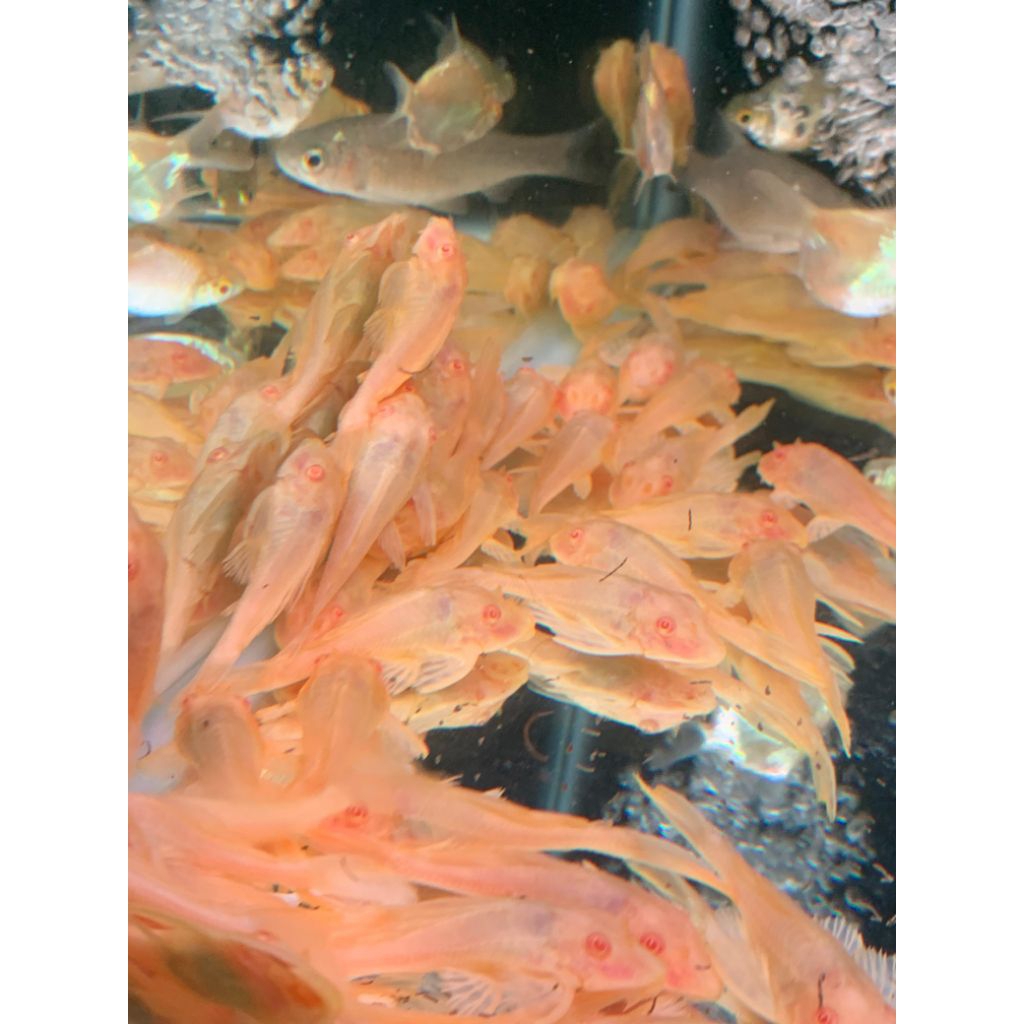 STIKER Pleco Gibiceb Asli Sapu Sapu Mentega