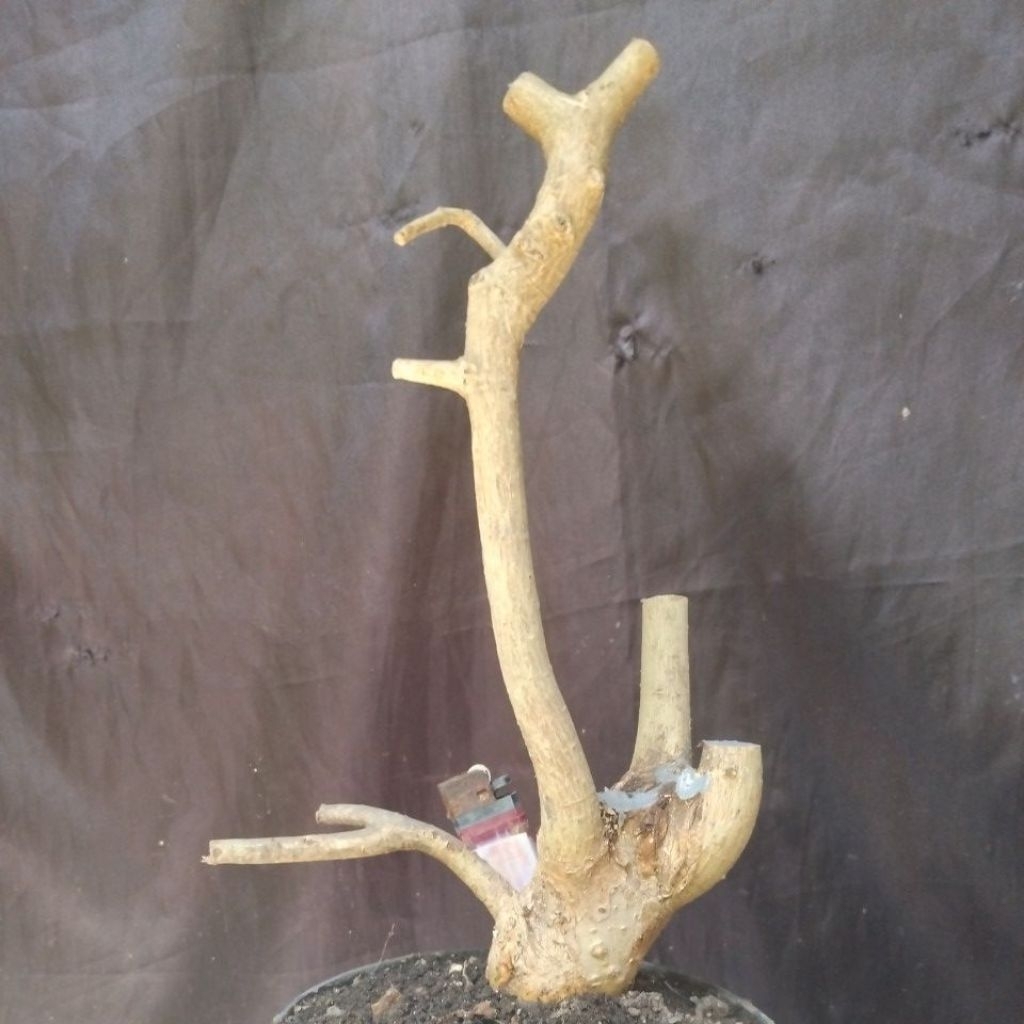 Bahan Bonsai Serut Dongkelan Meliuk Unik Berkarakter Medium size The Maxx 30 cm real pick