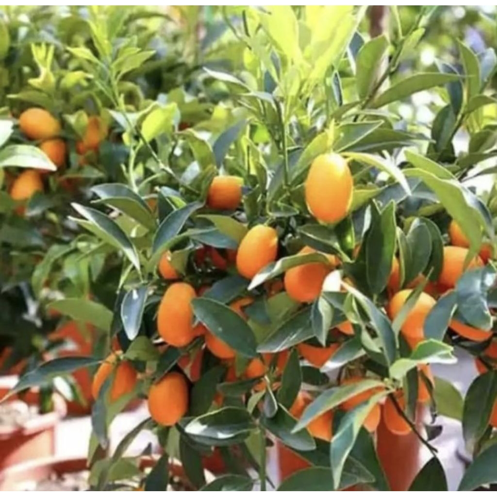 Pohon Jeruk Nagami / Pohon Buah Jeruk Nagami Okulasi