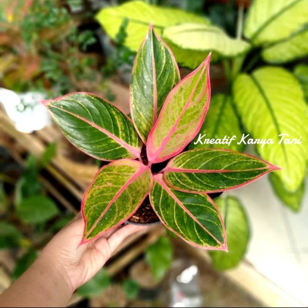 Tanaman Hias Aglonema Lipstik Pink - Aglonema Lipstik pink