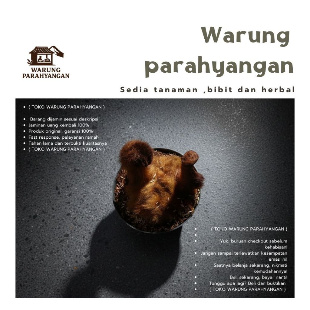 Tanaman hias pakis monyet - Pakis hutan