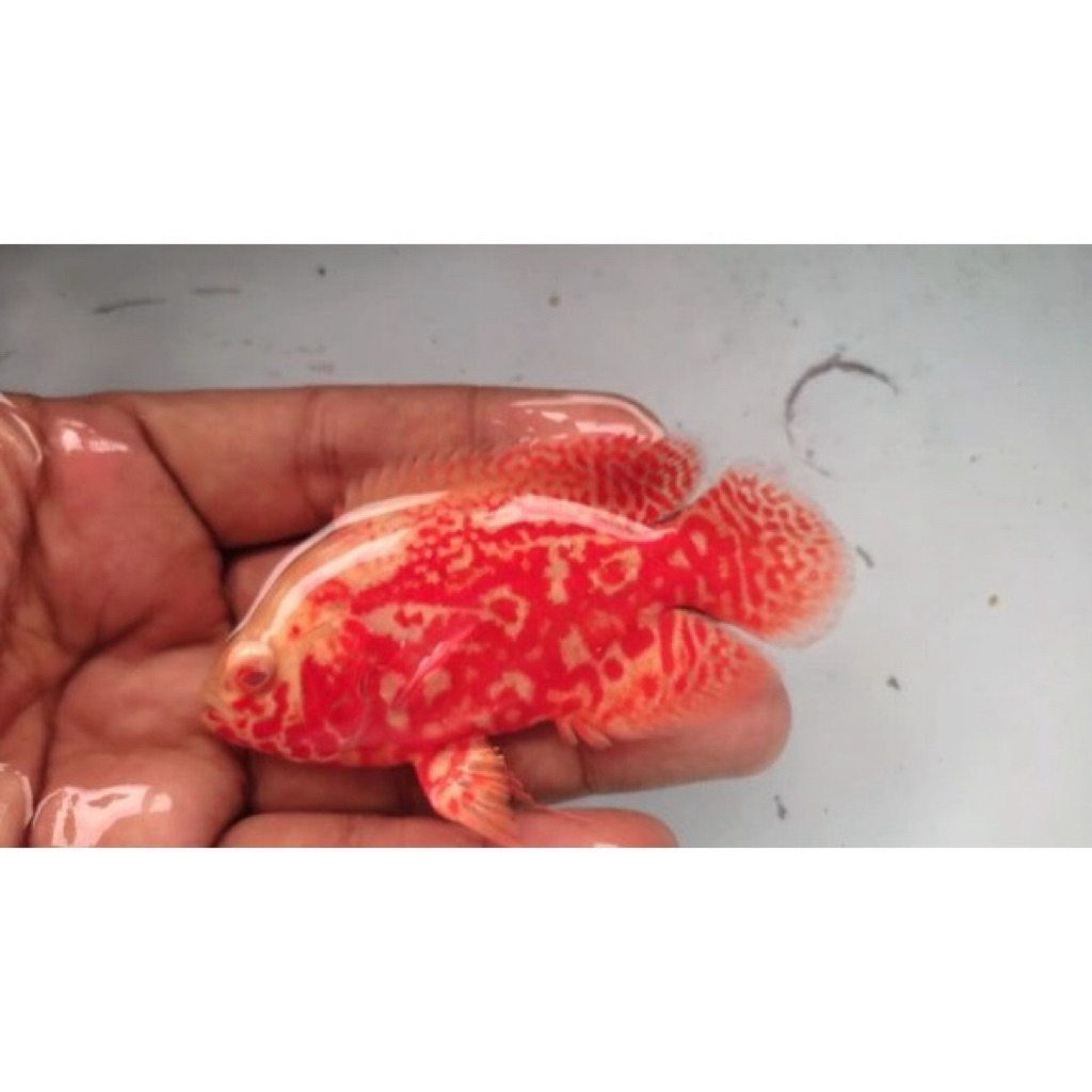 Oscar Tiger Albino Good Marking Thai / import Thailand 10cm