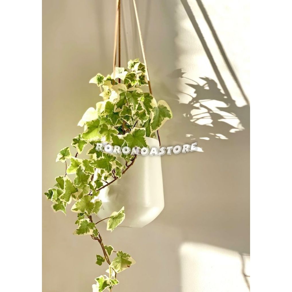 Tanaman Hias ivy varigata/ivy english Varigata Tanaman gantung