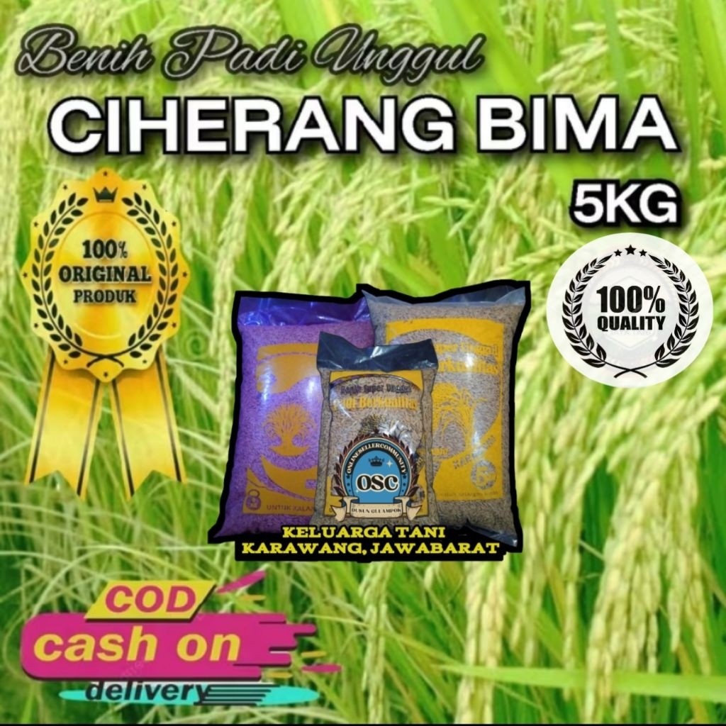 (5KG)Benih padi CIHERANG BIMA SAKTI ORIGINAL bibit berkualitas