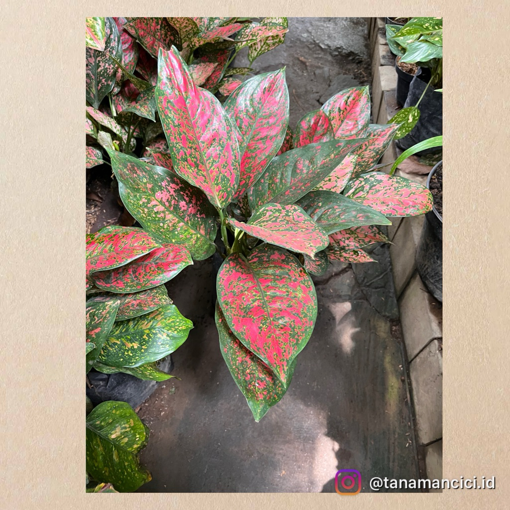 Tanaman Aglonema red Venus atau dud anjamani rimbun