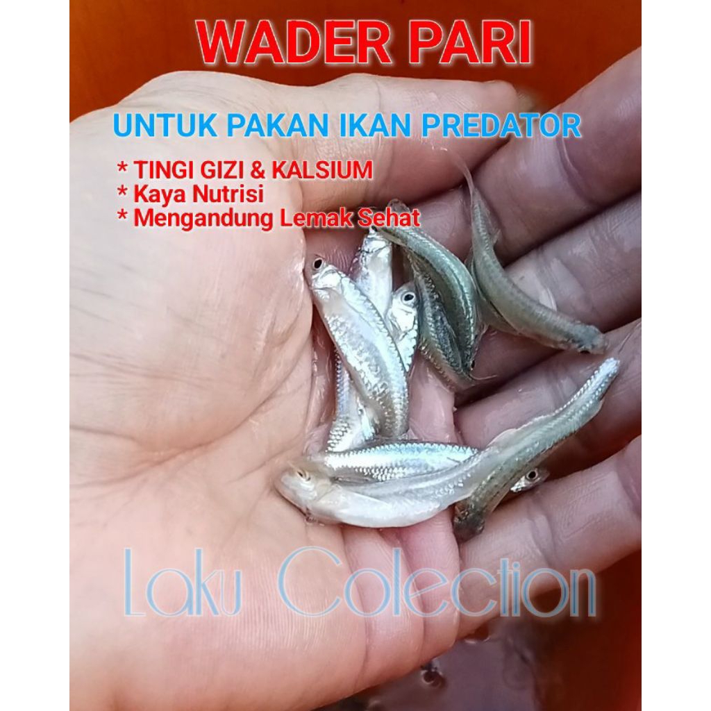 Wader Pari 5-6 Cm Pakan Ikan Predator Tinggi Gizi Dan Nutrisi