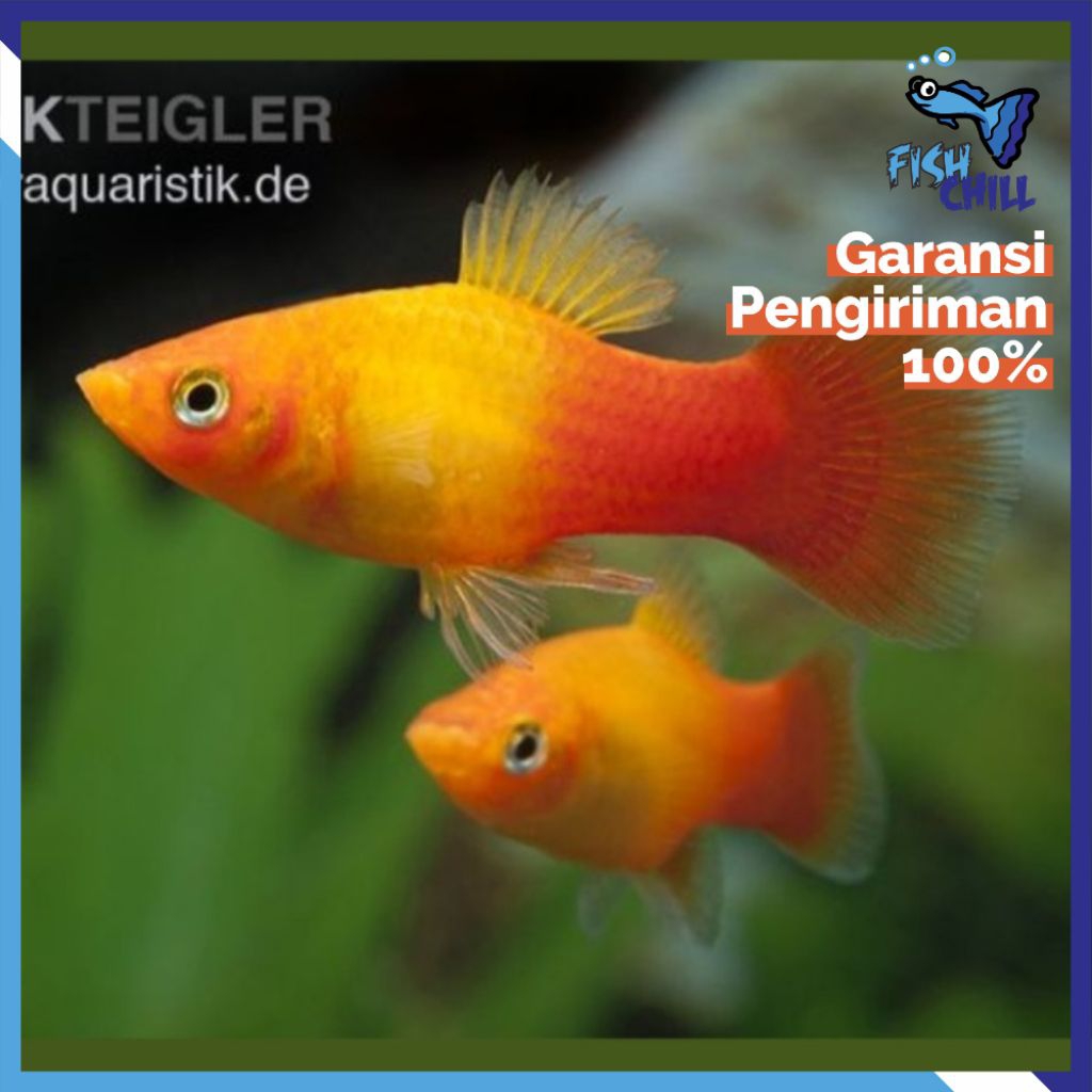 Hiasan Aquarium • PLATY YELLOW ORANGE SUNSET 1 PASANG • Aquascape Soliter Mini Lampu LED Batu Pasir 