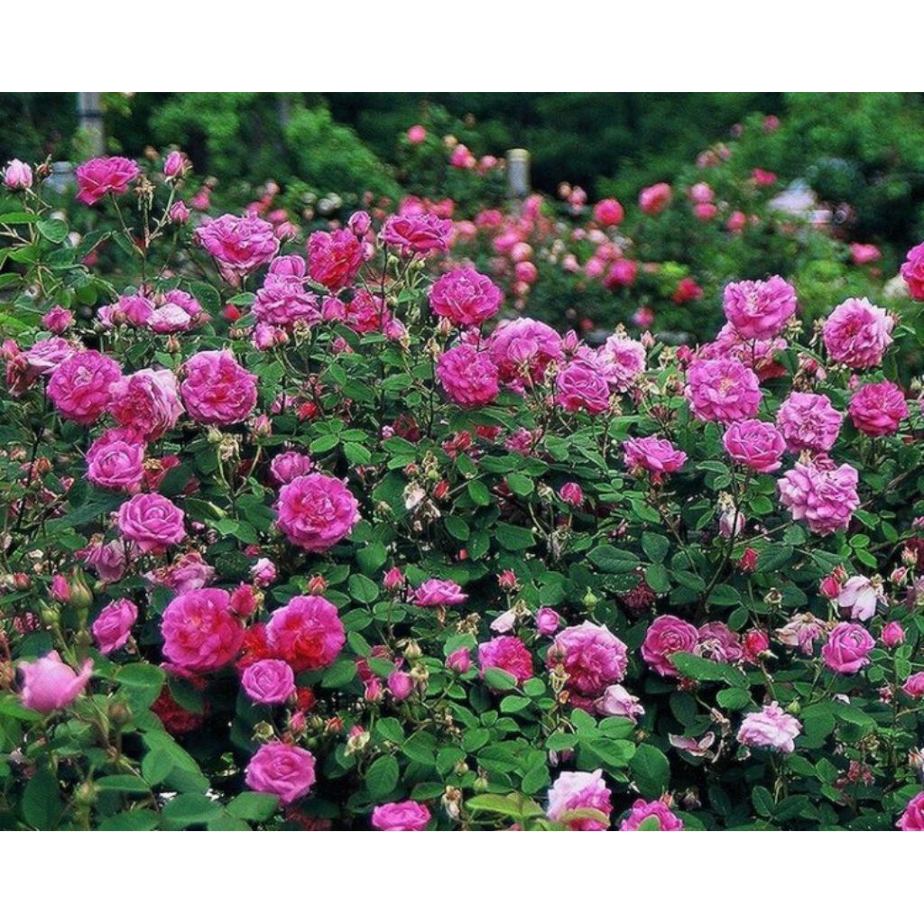 Bibit bunga mawar/Mawar lokal/wangi/mawar kuno