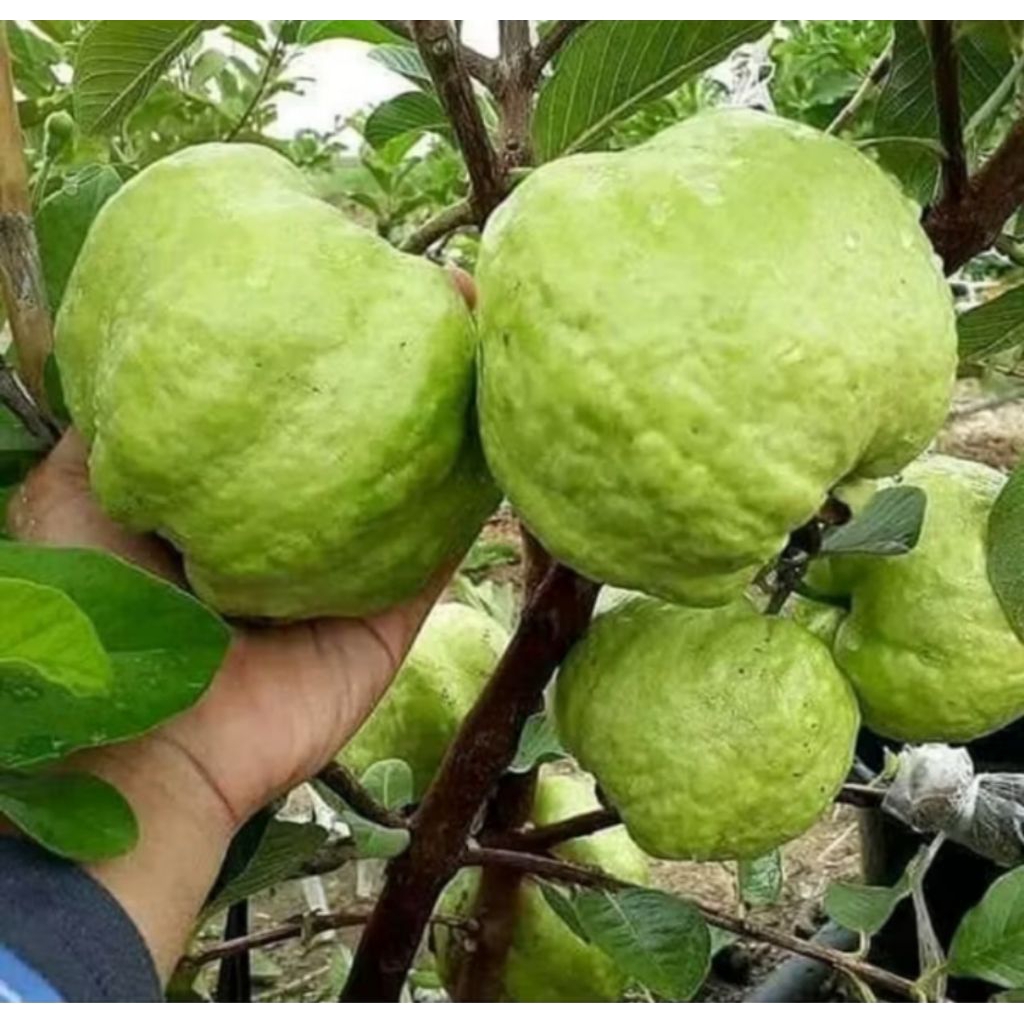 bibit tanaman buah JAMBU KRISTAL cangkokan siap tanam