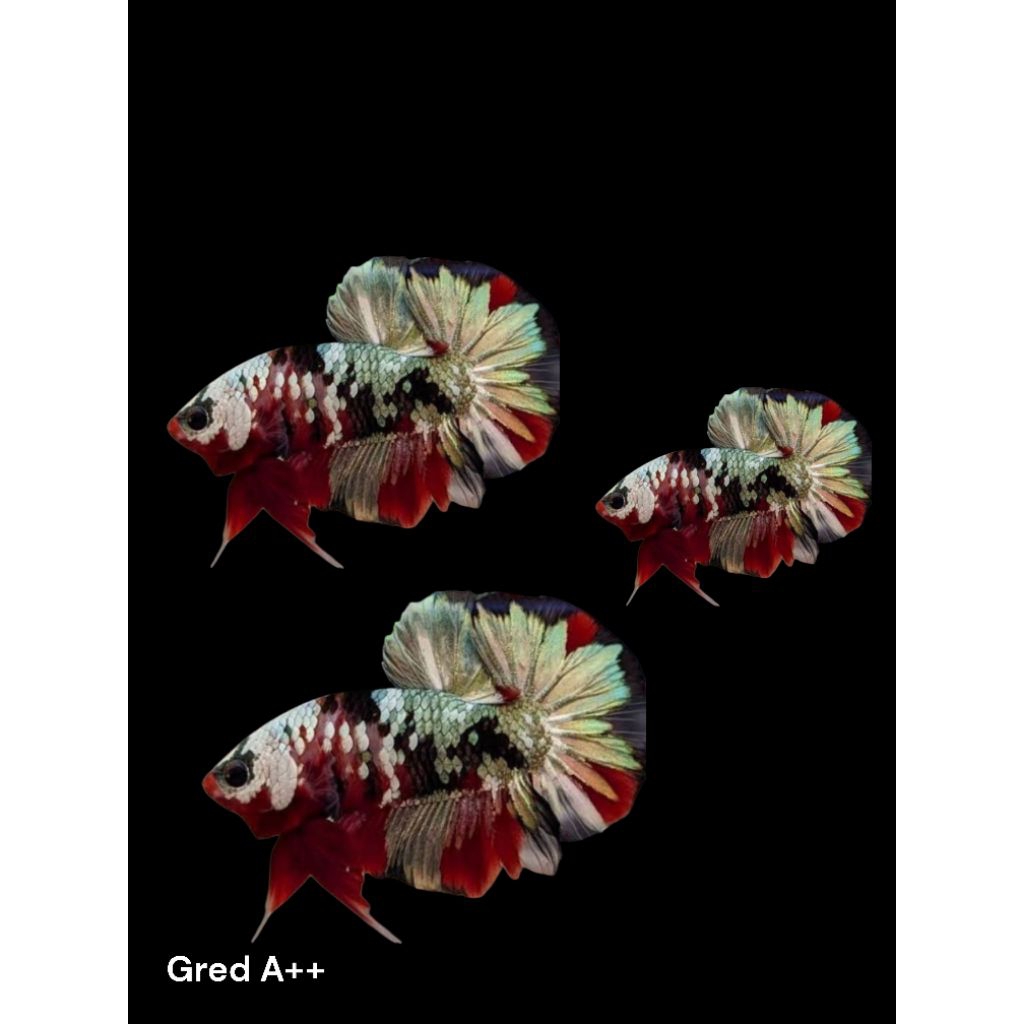 ikan cupang nemo copper dewasa 1pasang jantan dan betina Hiasan Aquarium Nemo Copper size indukan & 