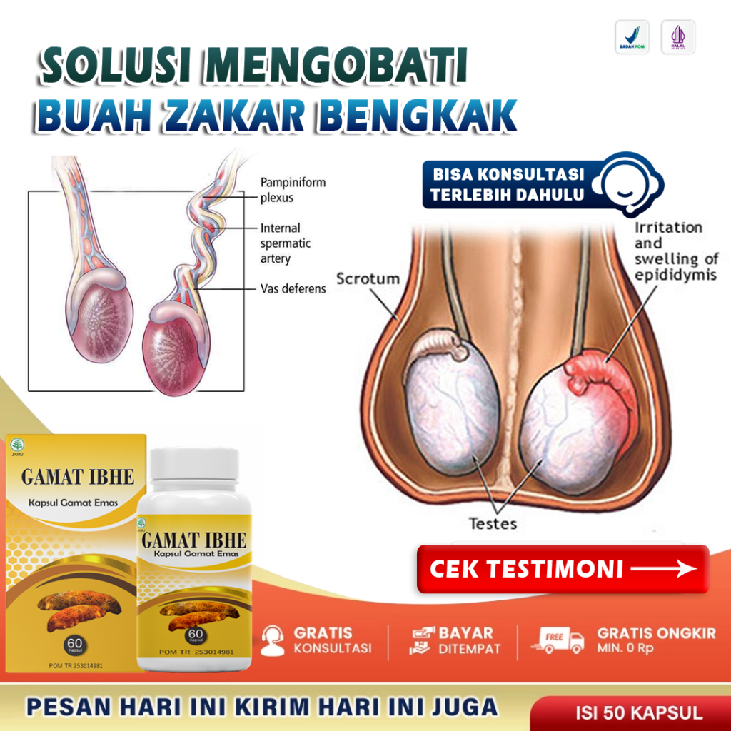 Obat Buah Zakar Bengkak Paling Ampuh Testis Bengkak Besar Gede Sebelah Kanan / Kiri Varikokel Fariko