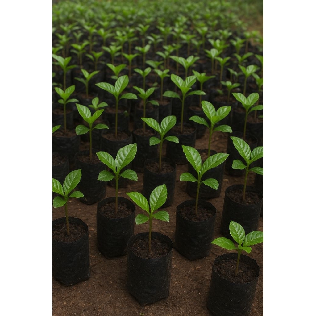 bibit kopi muria unggul