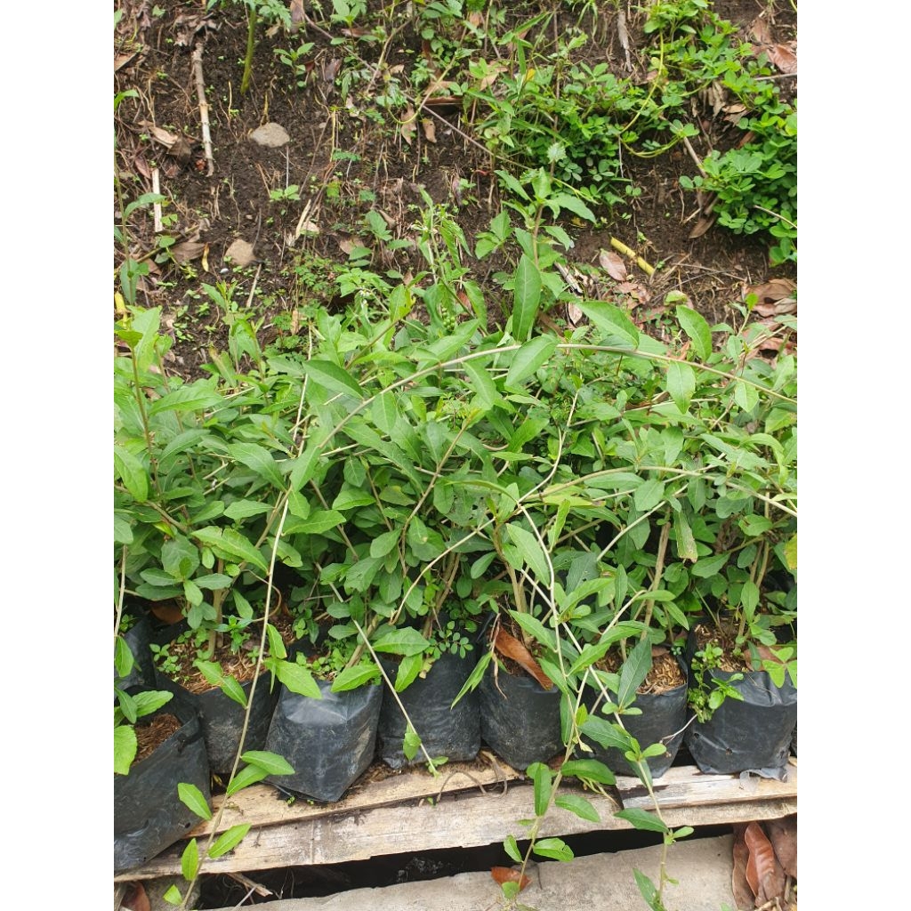 Tanaman Hias Gantung Lee Kwan yew dapat 3 polybag