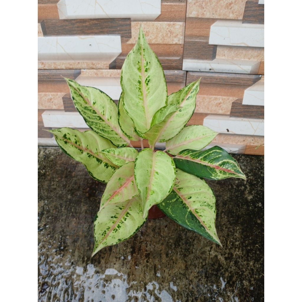 aglonema frozen lokal