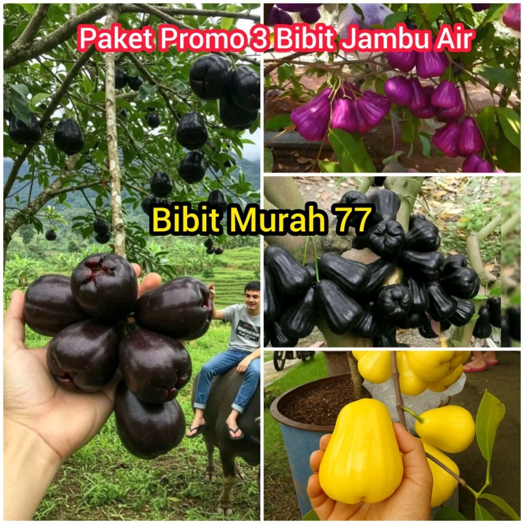 PROMO Paket 3 Bibit Jambu Air ( Jambu Air Black Guava, Jambu Air Madu Kuning, Jambu Air Citra Ungu )