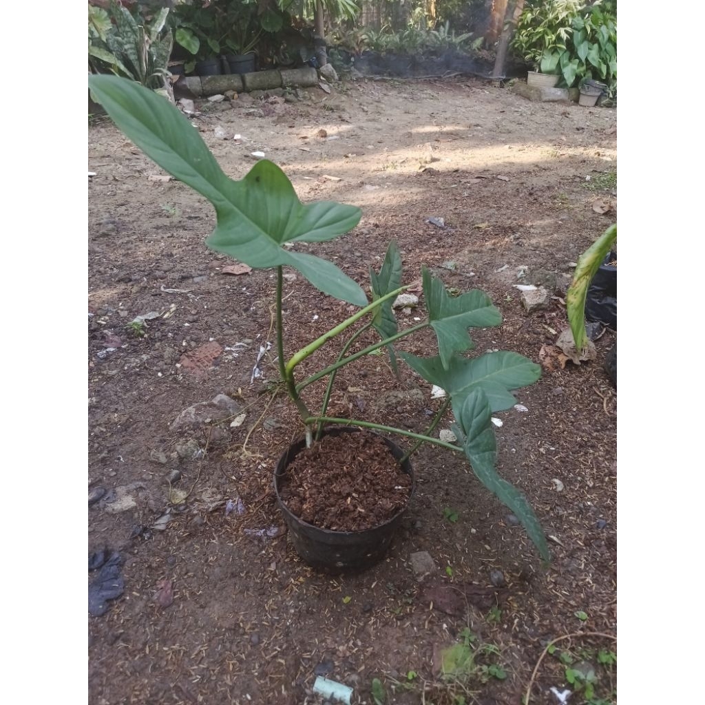 Philodendron Florida Beauty
