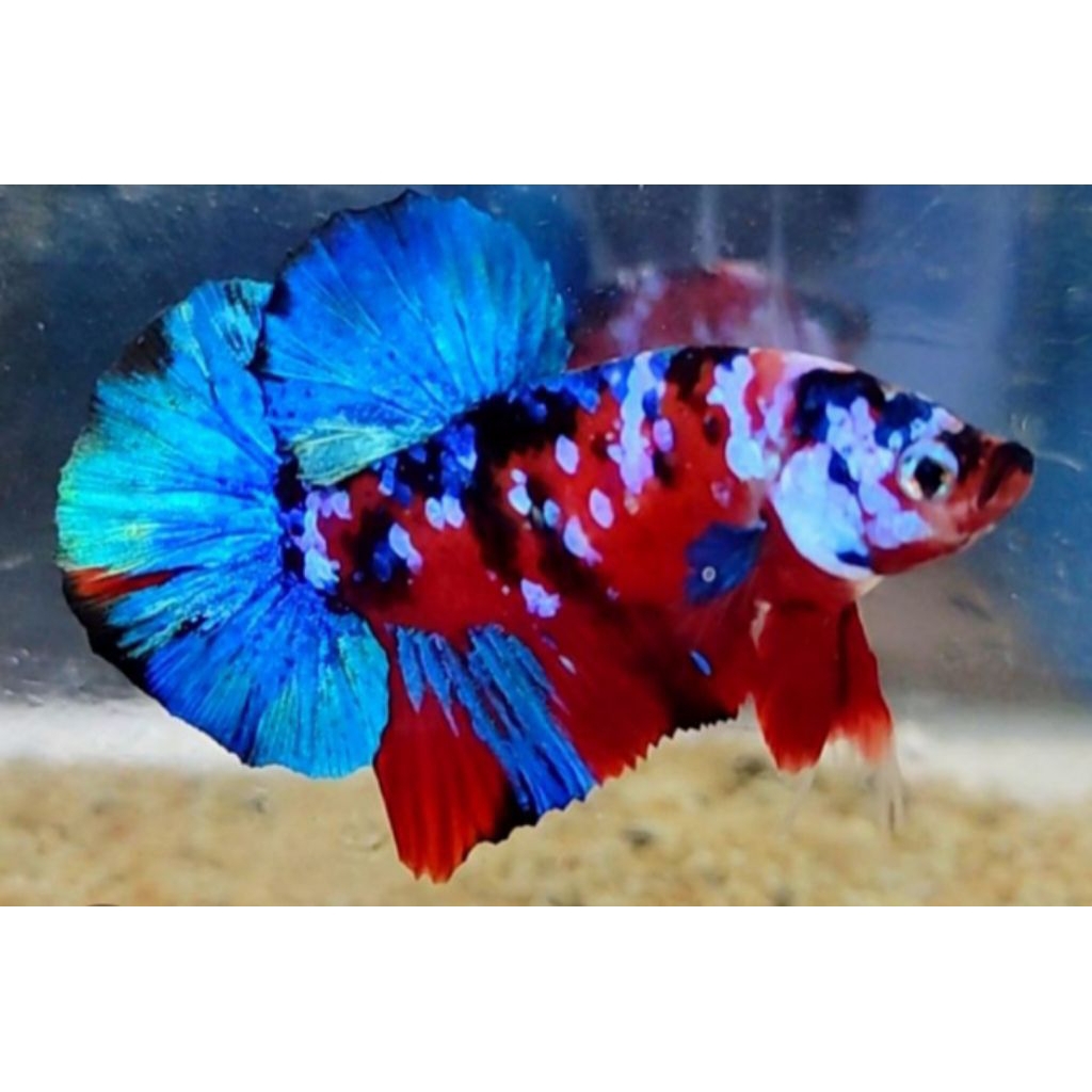 CUPANG PLAKAT KOI GALAXY