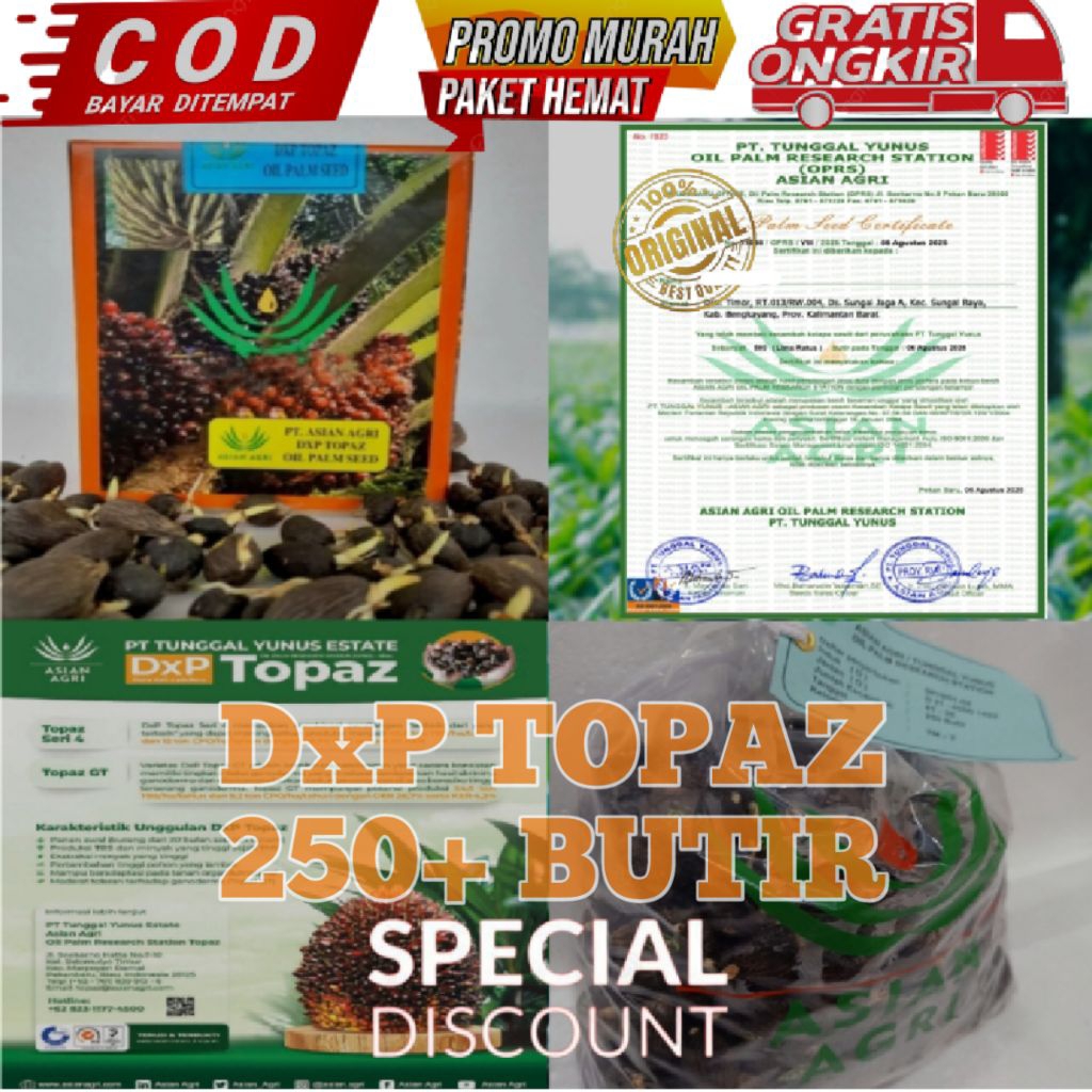 Biji kecambah kelapa sawit dxp TOPAZ isi 250 butir