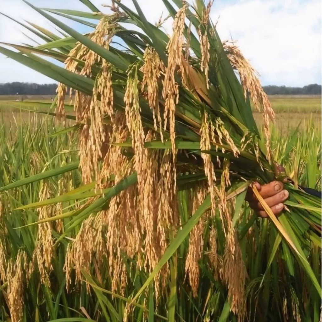 bibit padi CIBESI 5kg