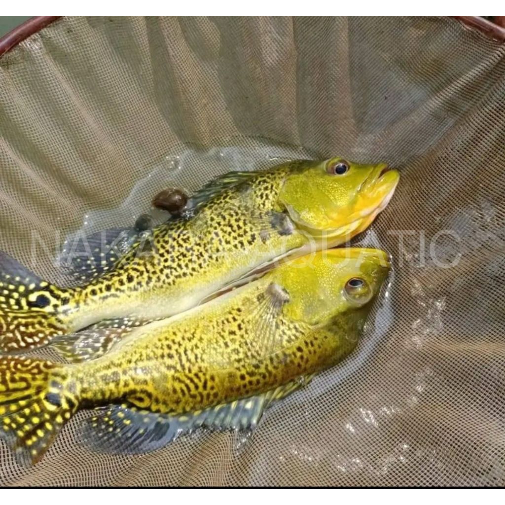 Pbass kelberi bahia Pelet 7-8cm