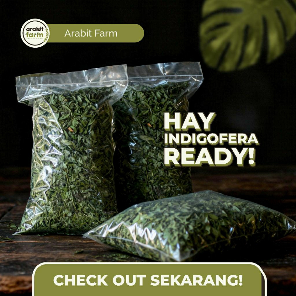 Hay Indigofera Pakan Ternak Pakan Kelinci Berat 200 Gram