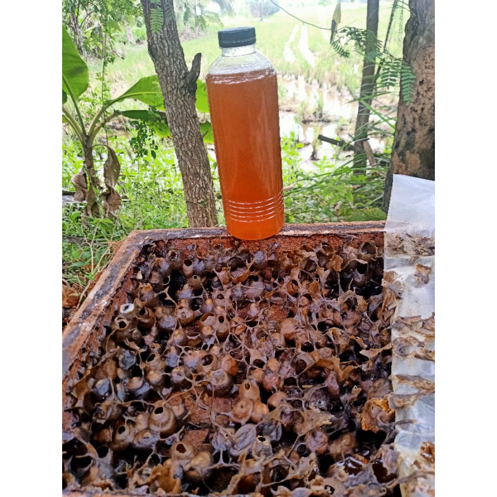 madu klanceng/kelulut trigona itama 500 ml/700 g 100% madu murni