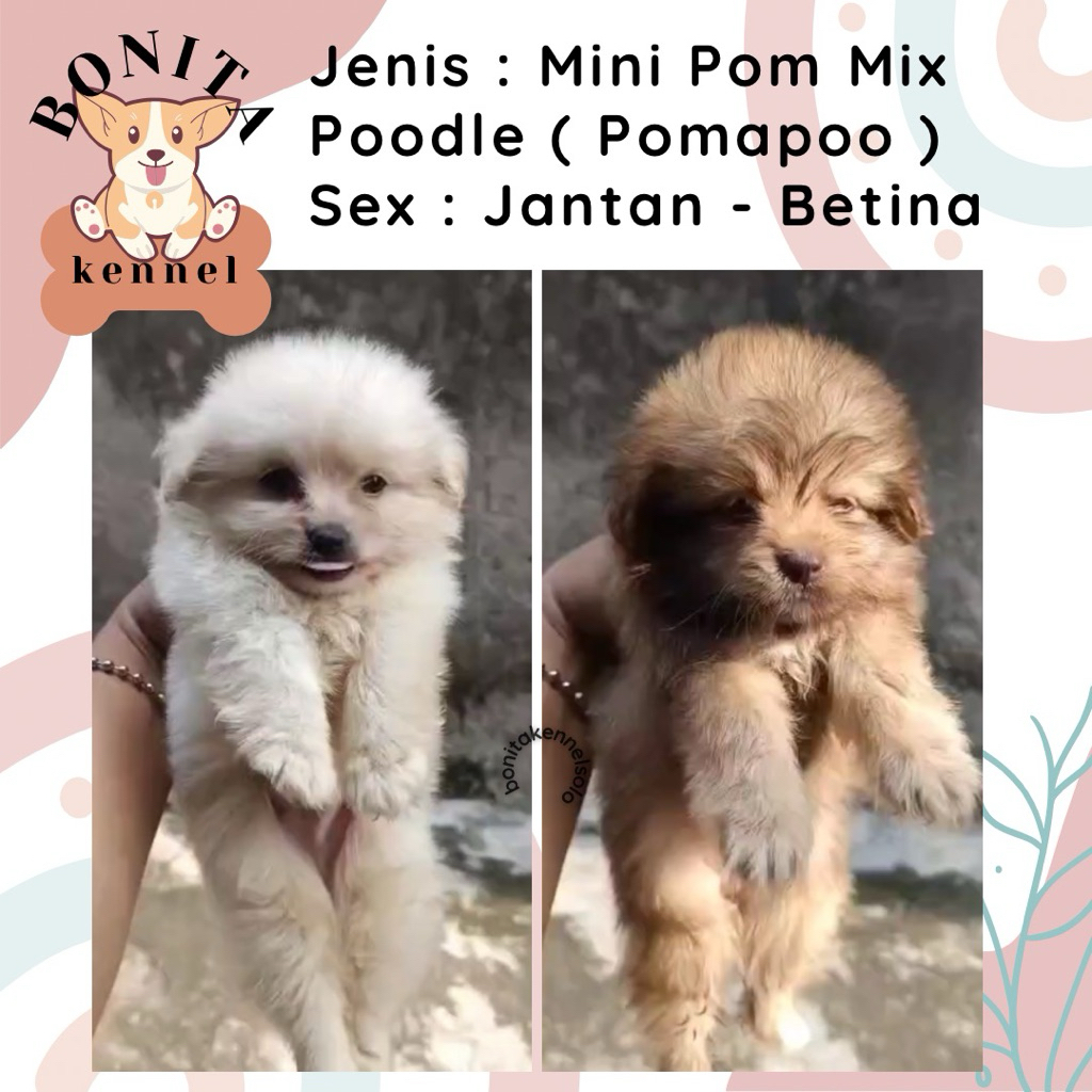 Mini Pom Mix Poodle Pomapoo Anjing Pom Poodle Jantan Betina