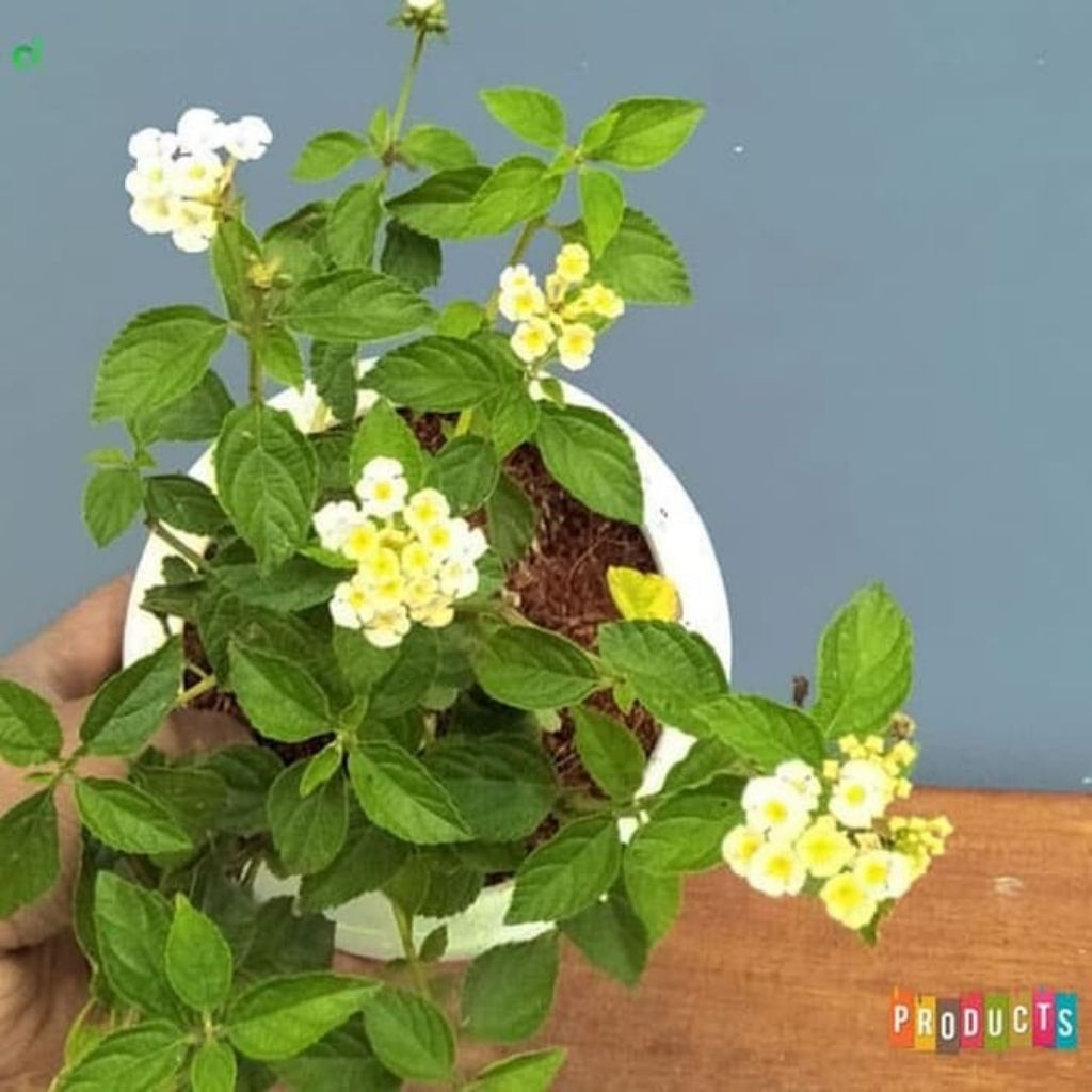 Tanaman hias lantana bunga putih / Pohon lantana bunga putih ( wangi )