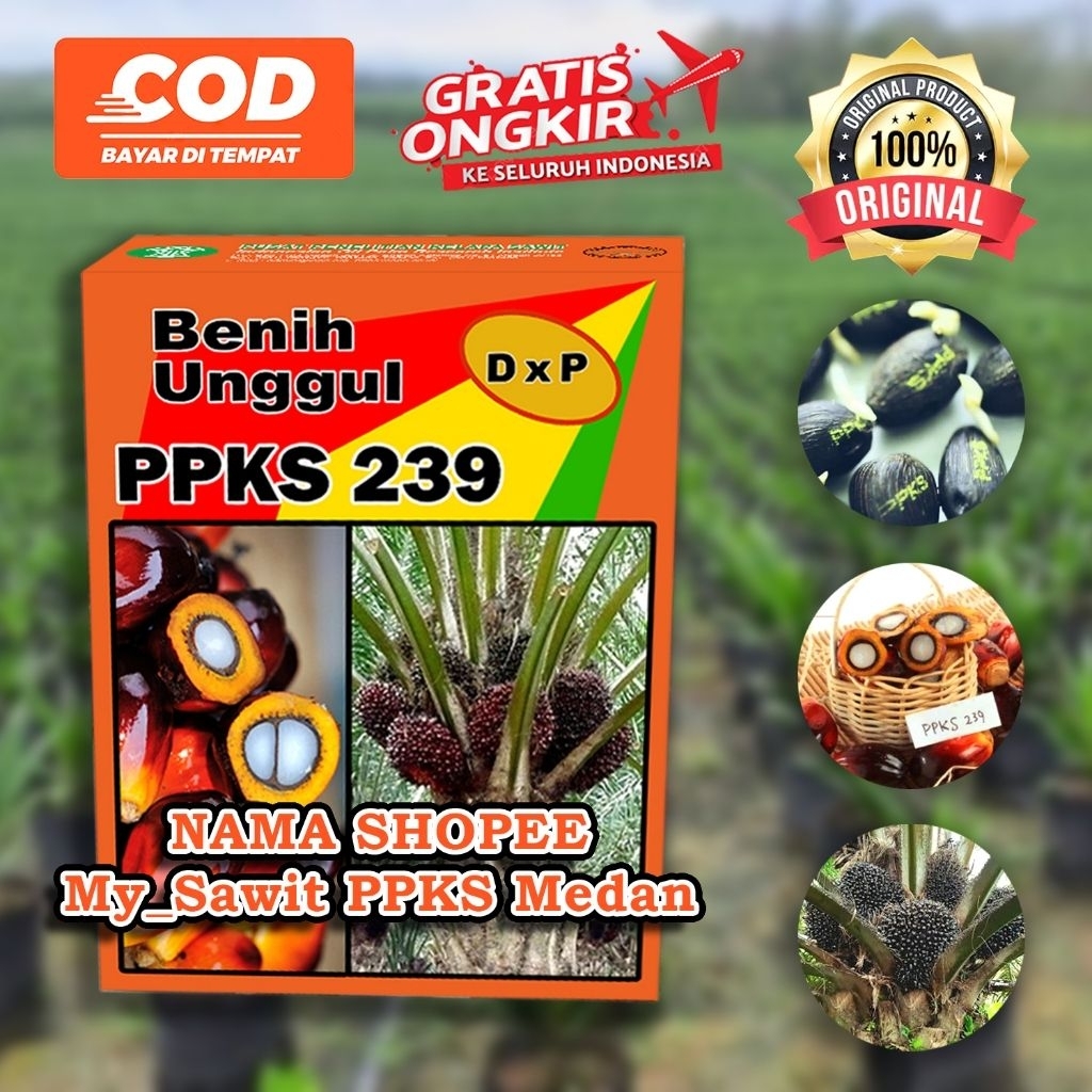 bibit benih kecambah sawit unggul ppks 239