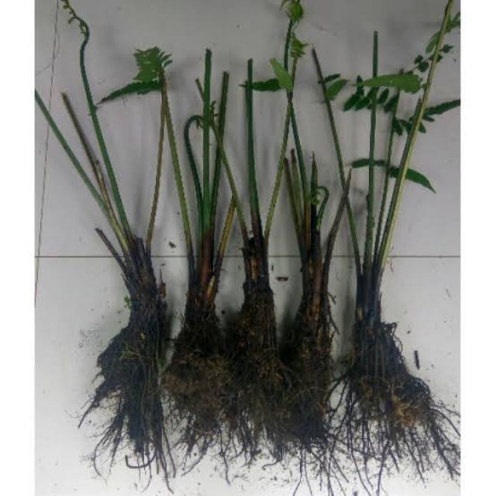 Bibit Pakis Sayur Siap Tanam | Bibit Sayuran Pakis | Bibit Sayur Pakis |