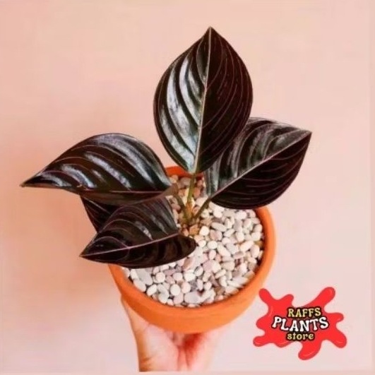 BISA COD  Tanaman hias aglonema rotundum aceh - rotundum aceh