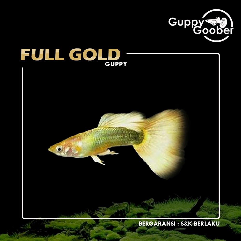 GOSEND Ikan Guppy Full Gold Sepasang