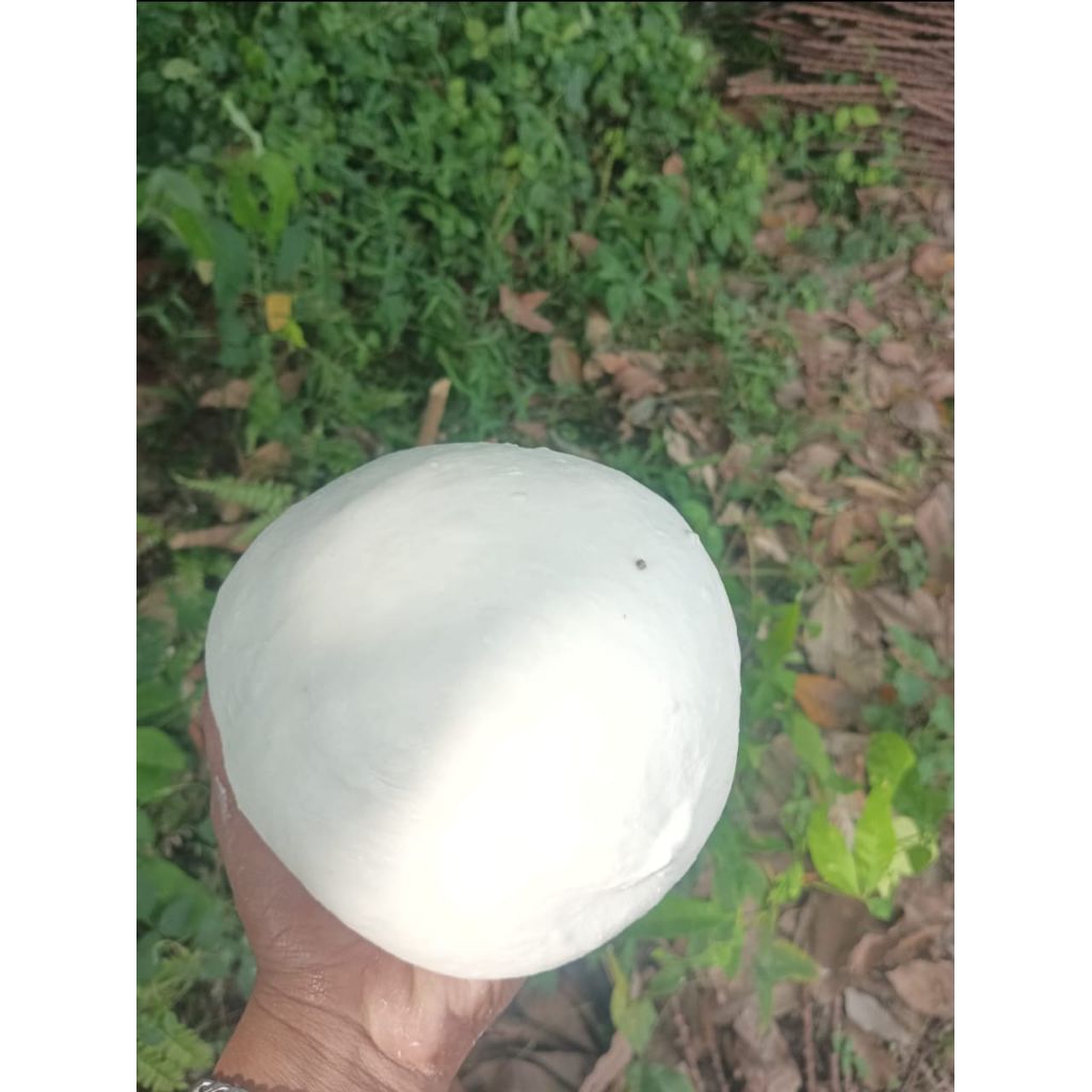 pulut burung super lengket siap pakai 1 ons