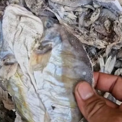 Ikan Buntal Asin Siap Masak Gurih Asli Laut Ikan Kering Buntal Tradisional Tahan Lama