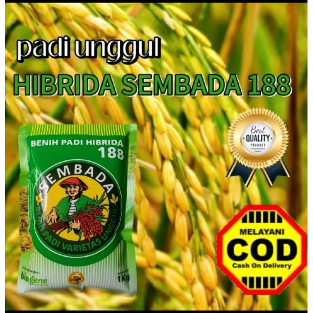 Benih bibit padi SEMBADA 188 kemasan 1 Kg