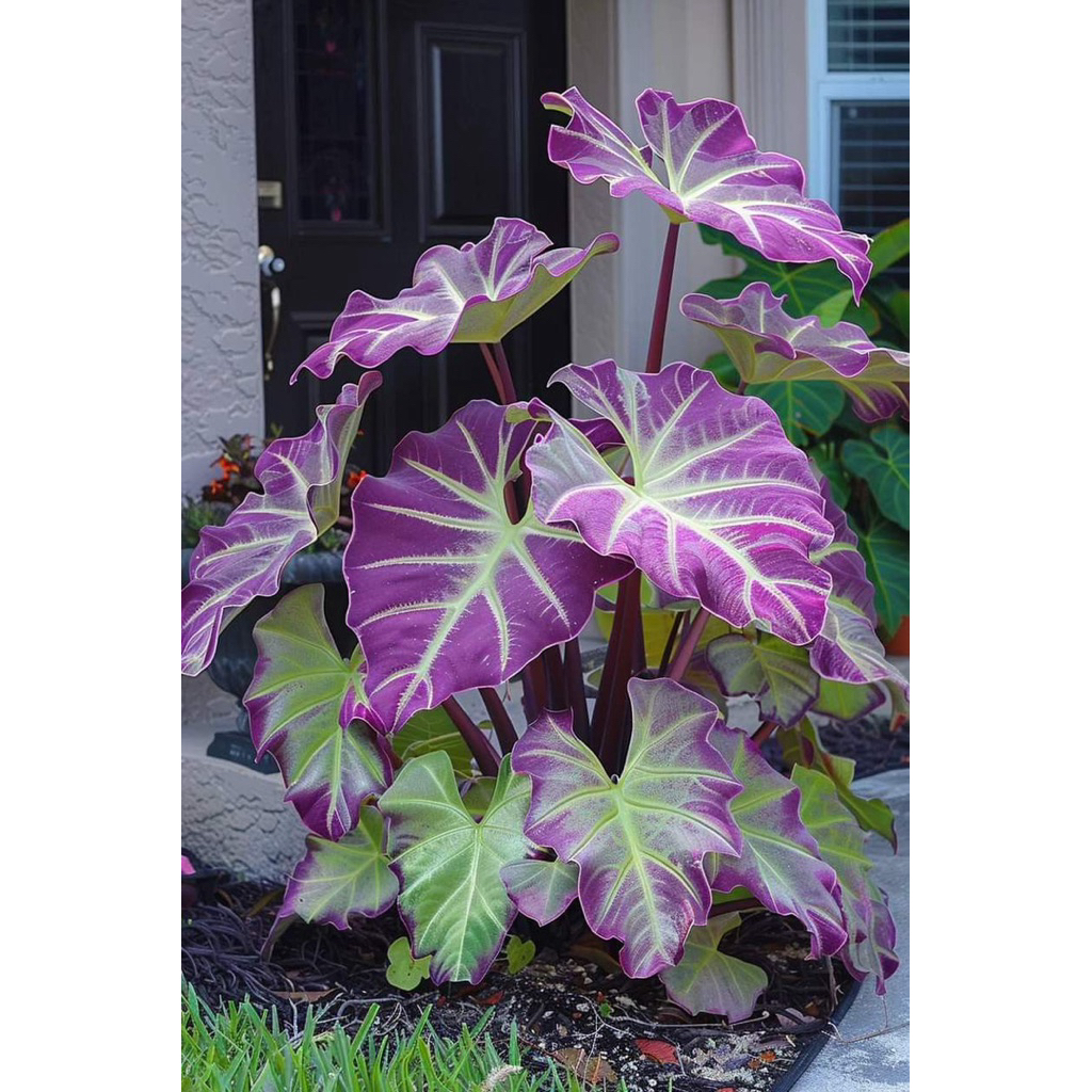 umbi Caladium ungu thailand keladi thailand cantik hias tanaman keladi bibit