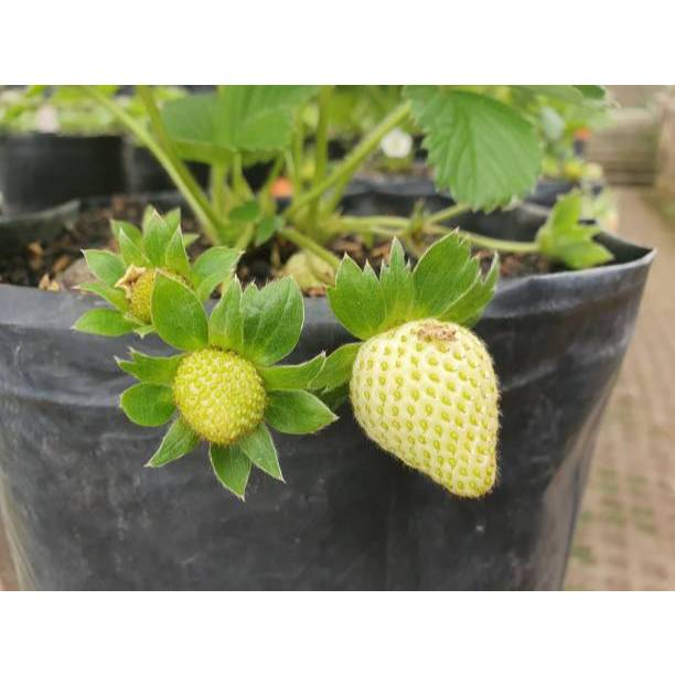 GARANSI - Bibit Strawberry Putih
