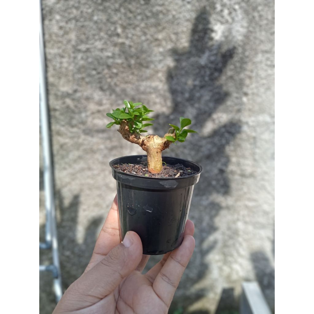 Bonsai Sancang Mame Shito