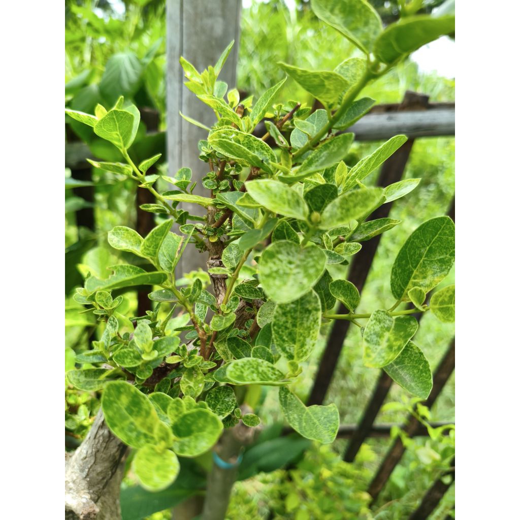 Bibit sancang daun variegata/bahan bonsai