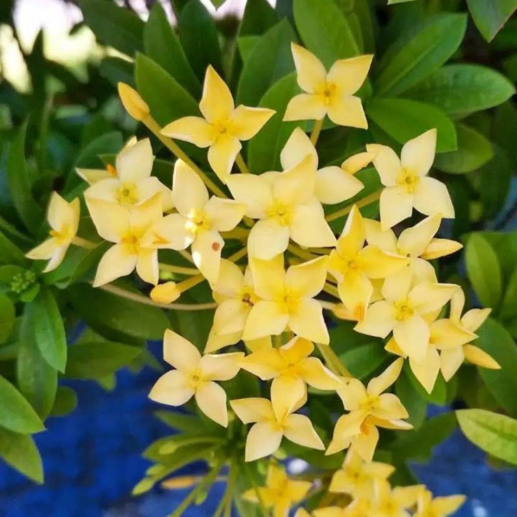 tanaman hias Asoka jepang bunga kuning / pohon soka jepang mini bunga kuning