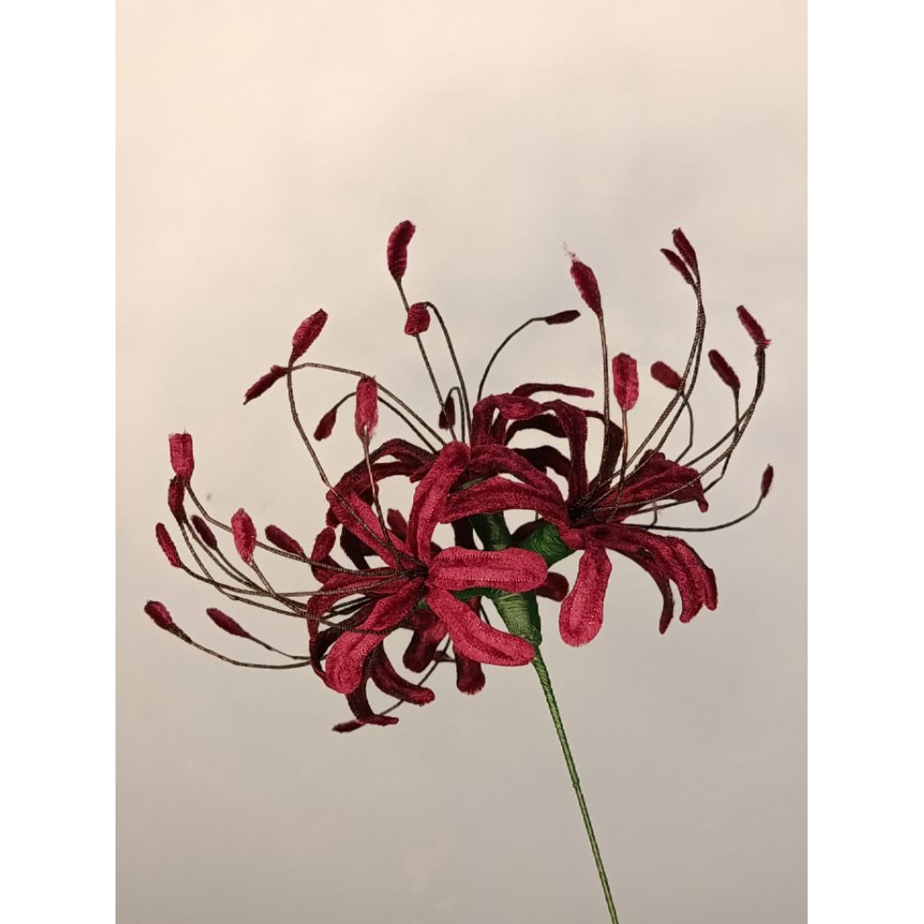 Red Spider Lily