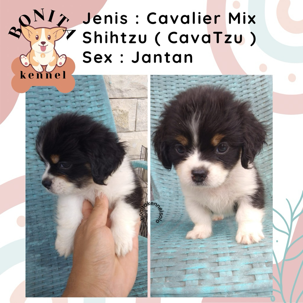 Cavalier King Charles Spaniel Mix Shihtzu Cavatzu Anjing Cavalier Jantan Betina Shitzu