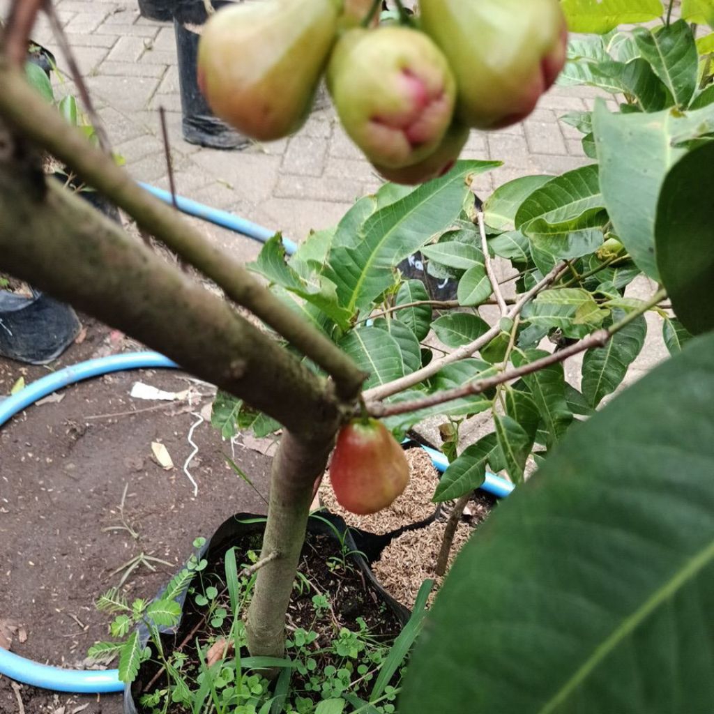 Jambu air merah