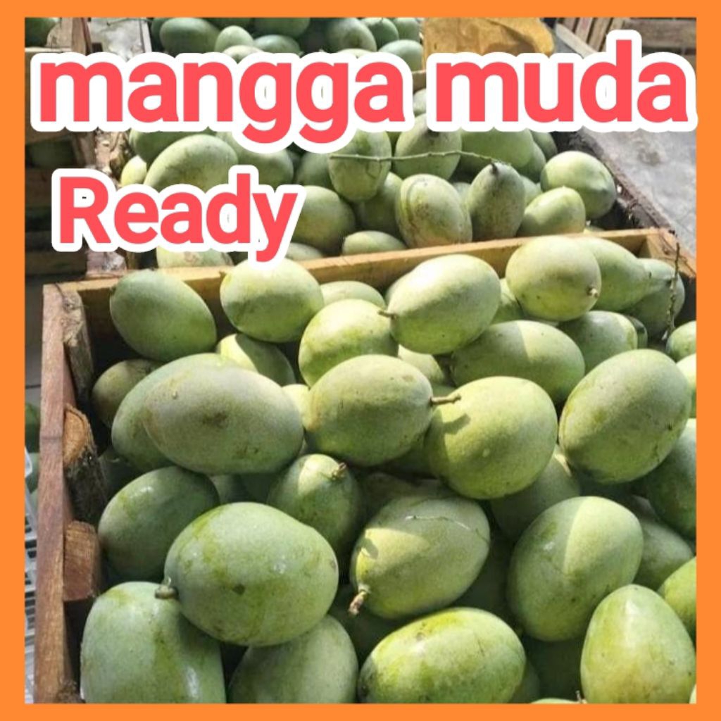 mangga muda sangat cocok untuk rujak isi 1kg Semarang