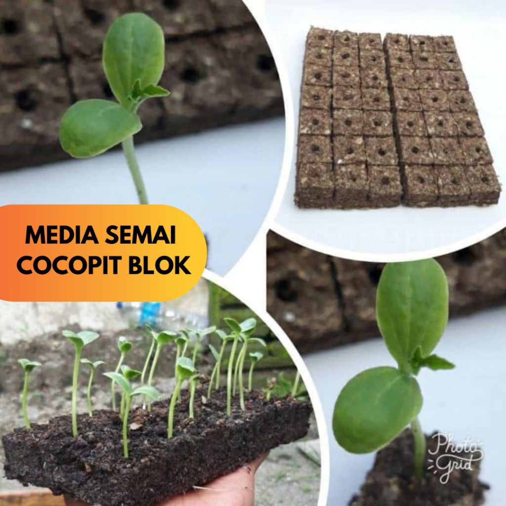 Media Semai , Media Tanam COCOPIT BLOK Media Semai Melon, Semangka, Timun, Tomat, Cabai dan Semua Je