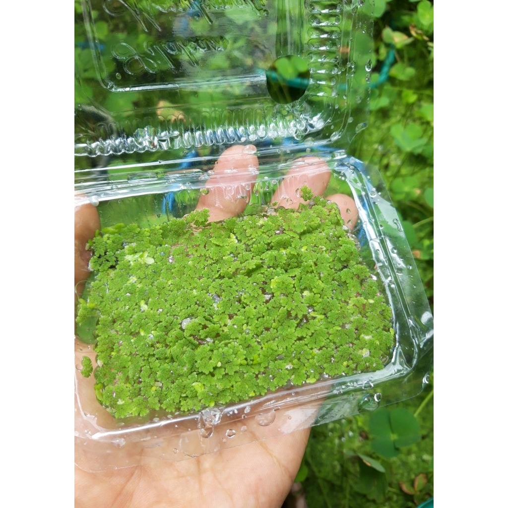 Rumput Azolla Air 50 Gram (Dibungkus plastik dan dipacking dengan aman)