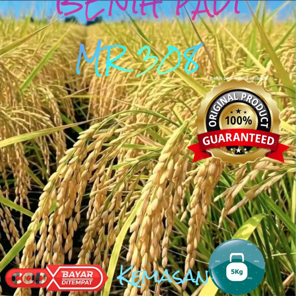 BENIH PADI MR 308 kemasan 5kg