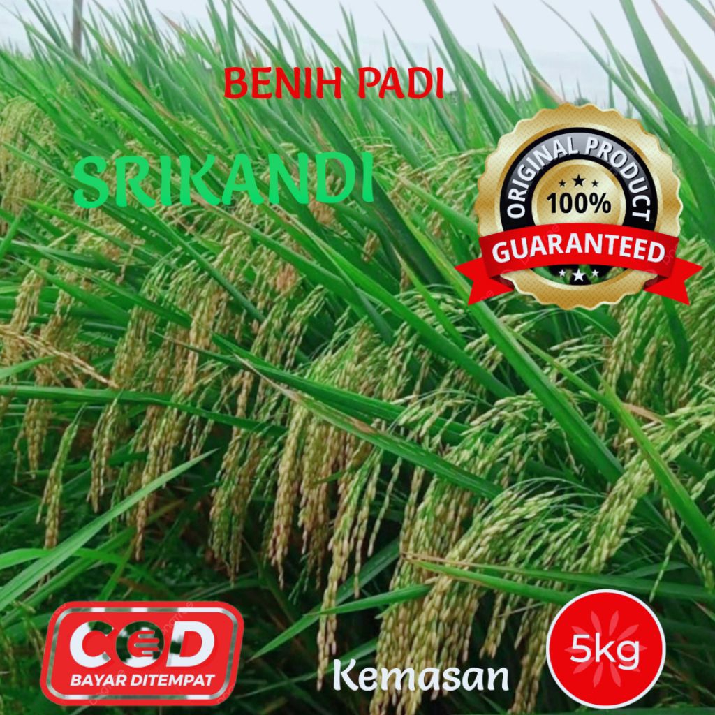 BENIH PADI SRIKANDI KEMASAN 5KG