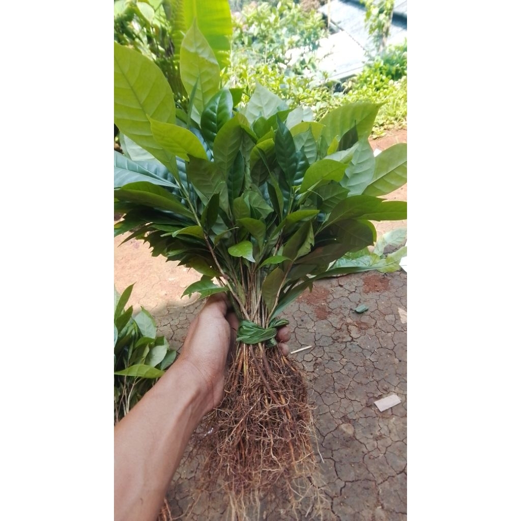 Bibit/Benih Kopi Robusta satuan